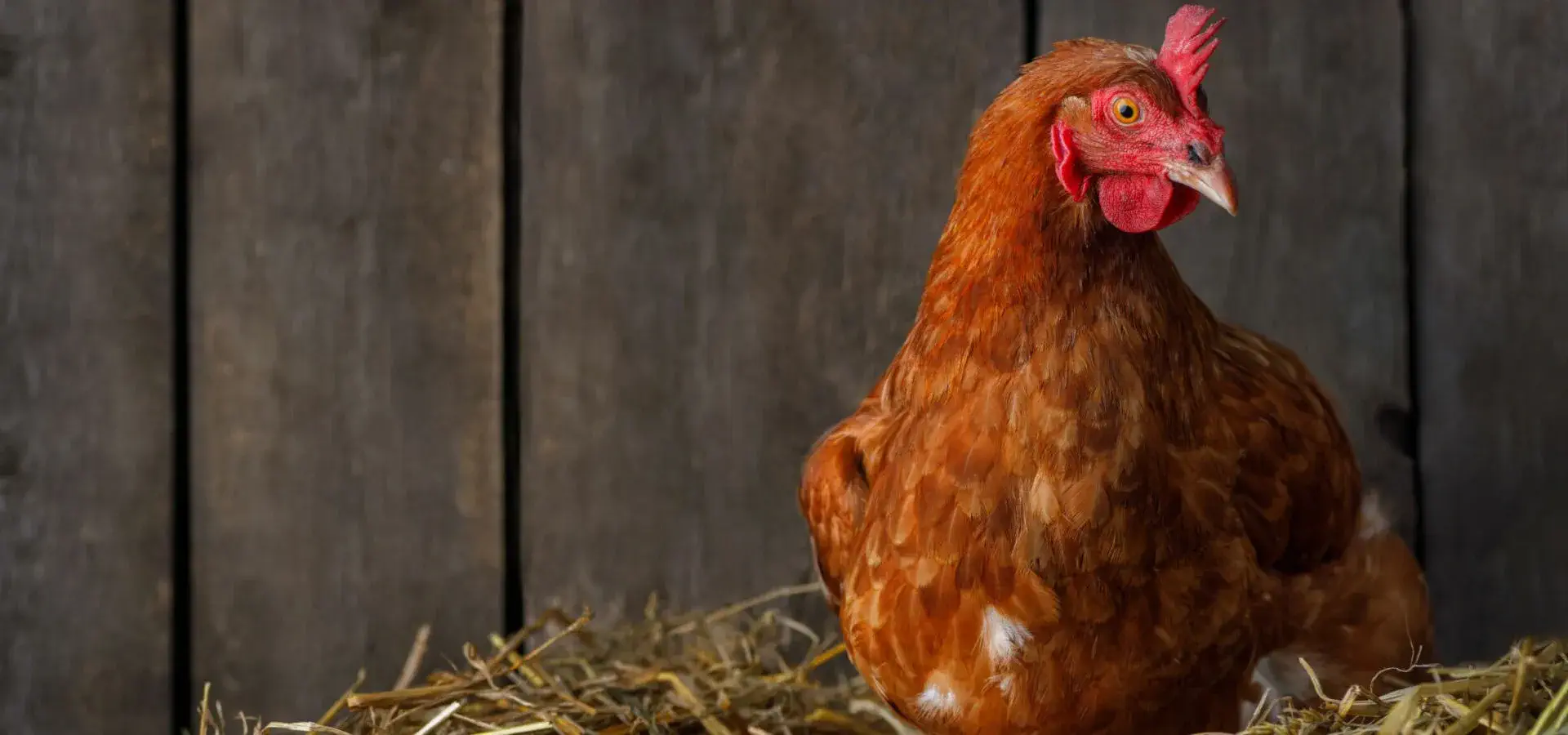 Bienvenue à la ferme