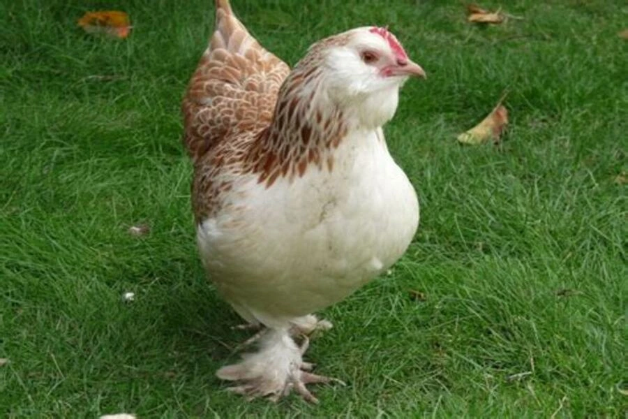 Poules d'ornement