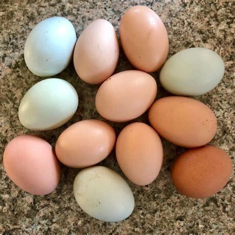 Combien d'œufs pond une poule par an